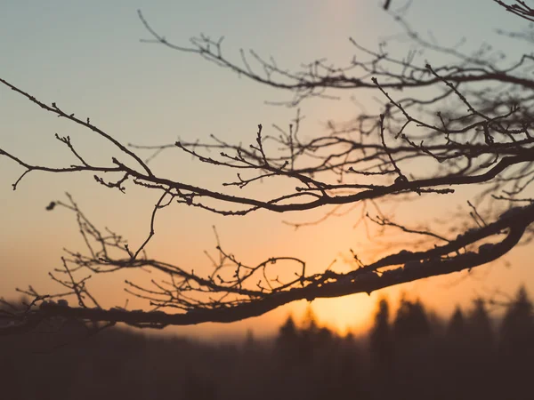 冬 - レトロなヴィンテージの森上暗い日の出 — ストック写真