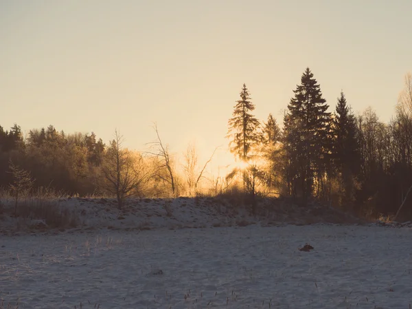 Hermoso amanecer oscuro sobre el bosque en invierno - vintage retro —  Fotos de Stock