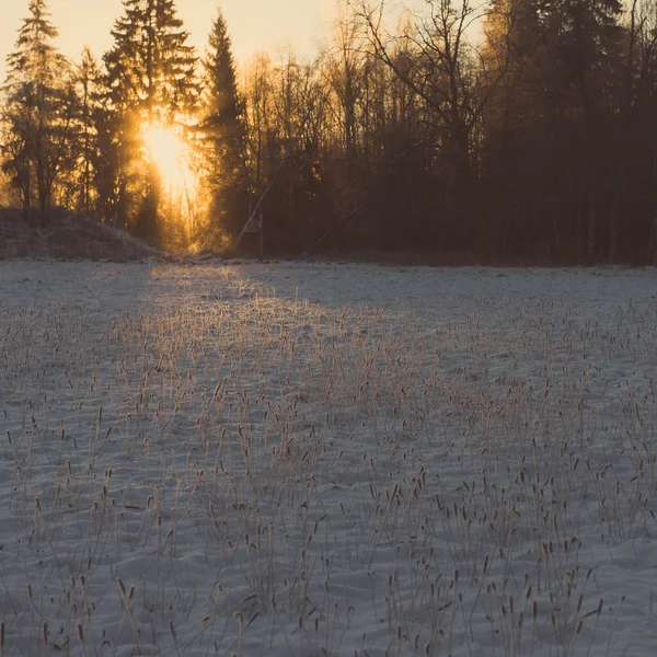 Bella alba scura sulla foresta in inverno - vintage retrò — Foto Stock