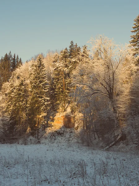 Foresta invernale innevata con alberi innevati - vintage retrò — Foto Stock