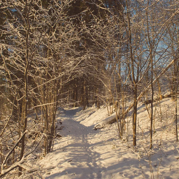 Havas téli erdő hóval borított fák - retro vintage — Stock Fotó