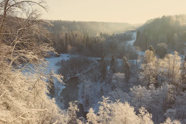 Снежный зимний лес с заснеженными деревьями - ретро-винтаж — стоковое фото