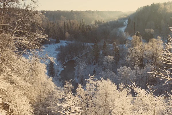 Floresta de inverno nevado com árvores cobertas de neve - vintage retro — Fotografia de Stock