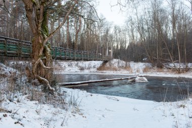 Karlı kış ormanı karla kaplı ağaçlarla kaplı.