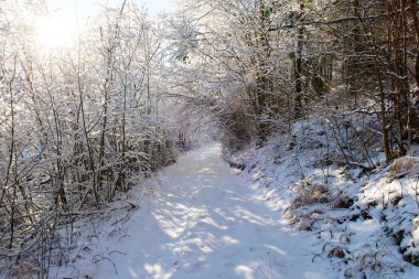 Karlı kış ormanı karla kaplı ağaçlarla kaplı.