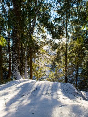 Karlı kış ormanı karla kaplı ağaçlarla kaplı.