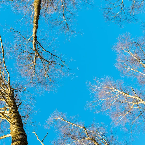 Снежные зимние деревья на ярко-голубом небе — стоковое фото