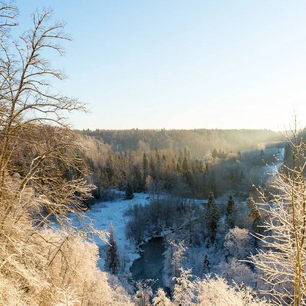 Paesaggio innevato foresta invernale con alberi innevati — Foto Stock