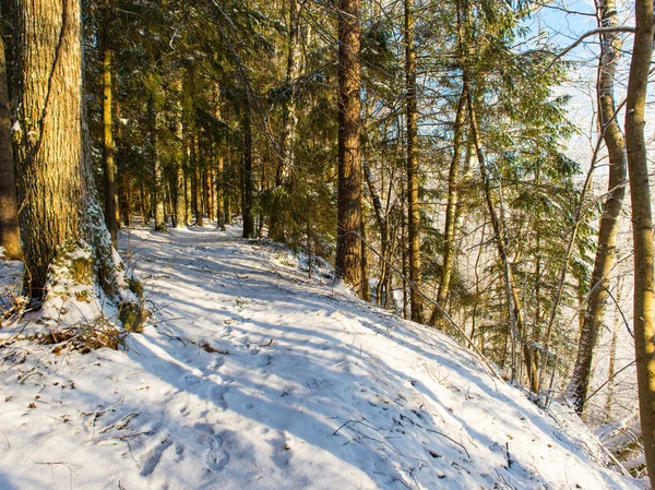 Inverno nevado paisagem florestal com árvores cobertas de neve — Fotografia de Stock