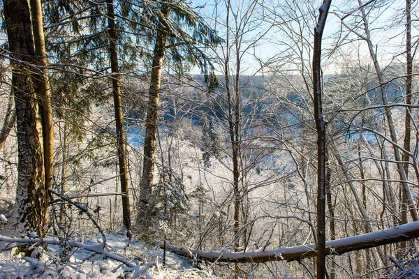 Snötäckta vinterskogslandskap med snötäckta träd — Stockfoto