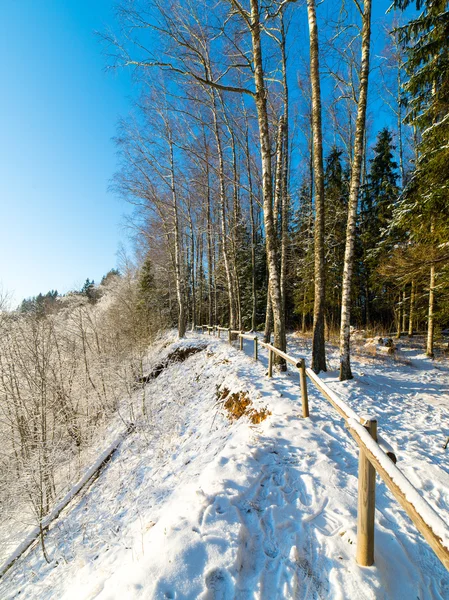 Havas téli erdő táj hó borította fák — Stock Fotó