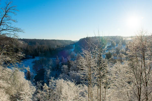 Paysage forestier hivernal enneigé avec arbres enneigés — Photo