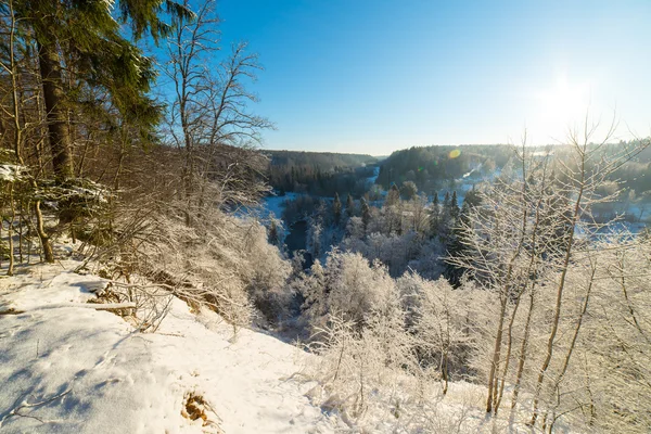 Paysage forestier hivernal enneigé avec arbres enneigés — Photo