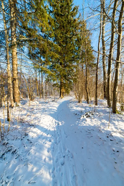 Havas téli erdő táj hó borította fák — Stock Fotó