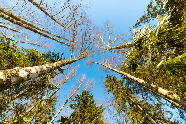 明るい青空に雪に覆われた冬の木 — ストック写真