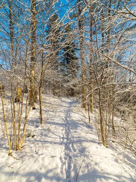 Paesaggio innevato foresta invernale con alberi innevati — Foto Stock