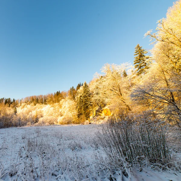 Paysage forestier hivernal enneigé avec arbres enneigés — Photo