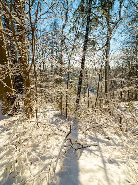 Snowy winter forest landscape with snow covered trees — Stock Photo, Image