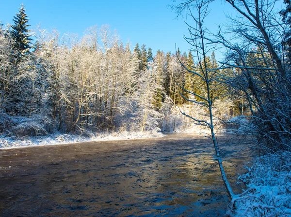 Invierno nevado paisaje fluvial con árboles cubiertos de nieve — Foto de Stock