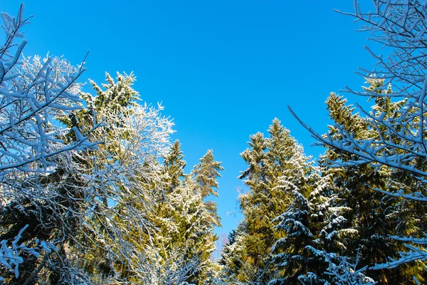 Arbres d'hiver enneigés sur ciel bleu vif — Photo