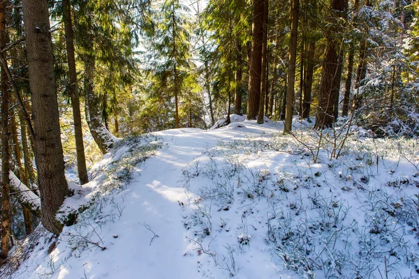 Inverno nevado paisagem florestal com árvores cobertas de neve — Fotografia de Stock
