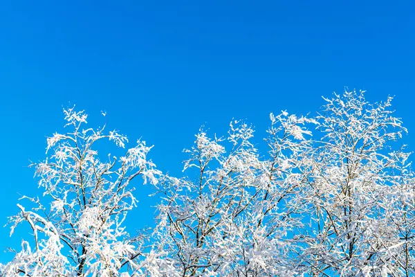 Arbres d'hiver enneigés sur ciel bleu vif — Photo