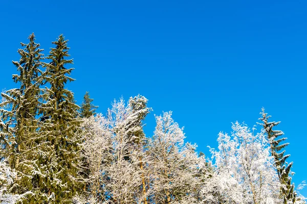 Arbres d'hiver enneigés sur ciel bleu vif — Photo