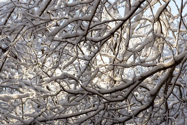 Snowy winter trees on bright blue sky — Stock Photo, Image