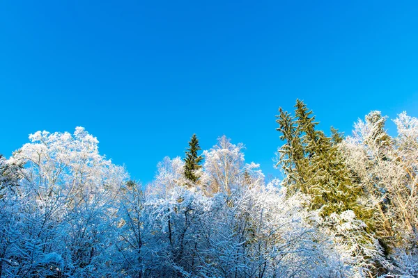 Arbres d'hiver enneigés sur ciel bleu vif — Photo