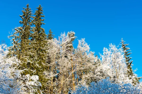 Arbres d'hiver enneigés sur ciel bleu vif — Photo