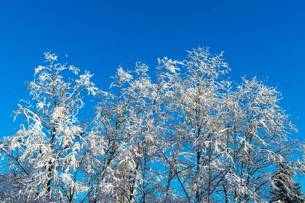 Arbres d'hiver enneigés sur ciel bleu vif — Photo