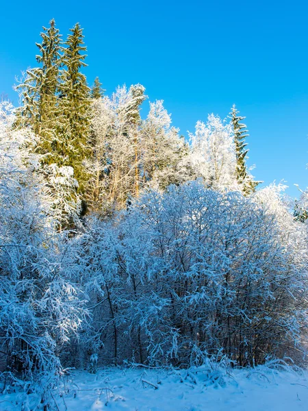 Arbres d'hiver enneigés sur ciel bleu vif — Photo