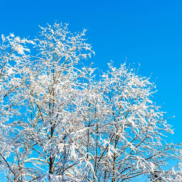 Snowy winter trees on bright blue sky — Stock Photo, Image