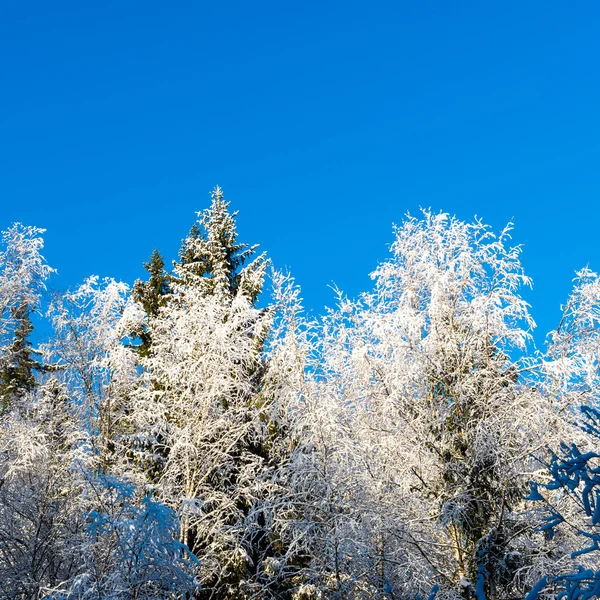 Arbres d'hiver enneigés sur ciel bleu vif — Photo