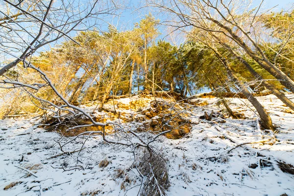 Árvores de inverno nevadas no céu azul brilhante — Fotografia de Stock