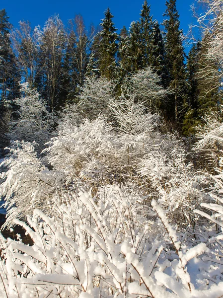 Snowy zimowych drzew na jasne błękitne niebo — Zdjęcie stockowe