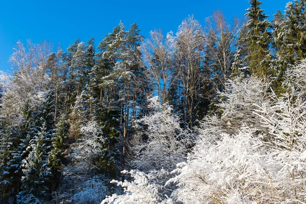 Arbres d'hiver enneigés sur ciel bleu vif — Photo
