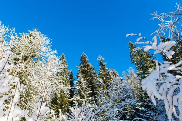 Arbres d'hiver enneigés sur ciel bleu vif — Photo