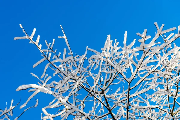 Winter van de besneeuwde bomen op de heldere blauwe hemel — Stockfoto