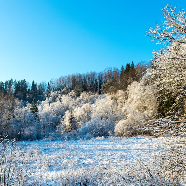 Paysage hivernal enneigé avec arbres enneigés — Photo