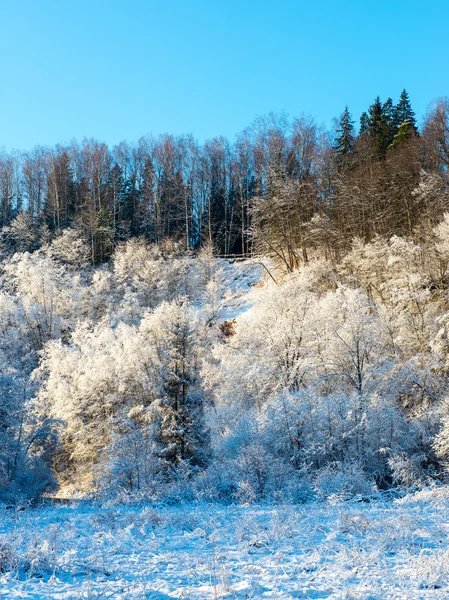 Paysage hivernal enneigé avec arbres enneigés — Photo