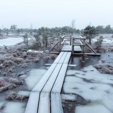 soğuk kış bataklığındaki ahşap tahta