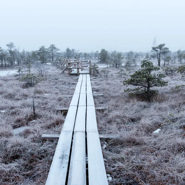 Houten promenade in ijzig winter moeras — Stockfoto