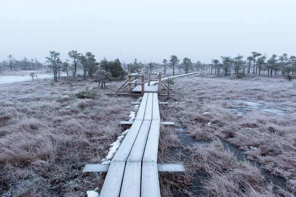 Drewniane promenady w mroźny zimowy bog — Zdjęcie stockowe