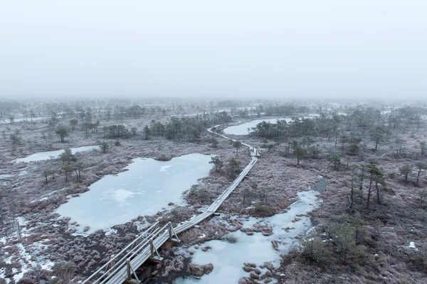 Drewniane promenady w mroźny zimowy bog — Zdjęcie stockowe