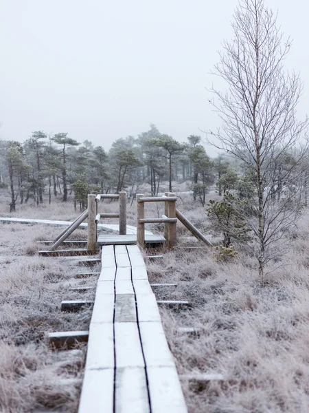 Drewniane promenady w mroźny zimowy bog — Zdjęcie stockowe