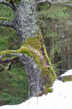 yeşil yosun ve ağaç kabuğu ile eski ağaç gövdesi