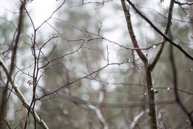 ıslak ağaç dalları kış orman