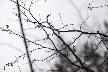 ıslak ağaç dalları kış orman