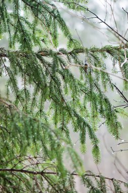 ıslak ağaç dalları kış orman